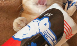 网红猫猫头,萌态万千，圈粉无数
